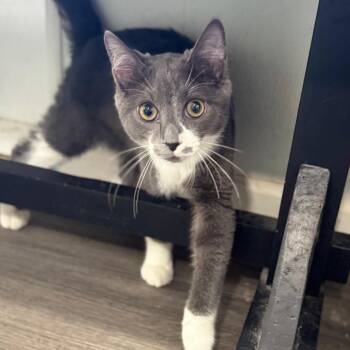 Old Turtles Never Die -  Domestic Short Hair Cat for Adoption in Fredericksburg, Virginia - Old Turtles Never Die | PetCurious