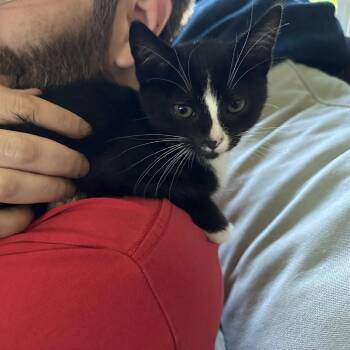 Hazard -  Domestic Short Hair Cat for Adoption in Washougal, Washington - Hazard | PetCurious