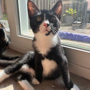 Rescue Domestic Short Hair Cats for Adoption in Ephrata, Pennsylvania - Archibald (Archie) | PetCurious