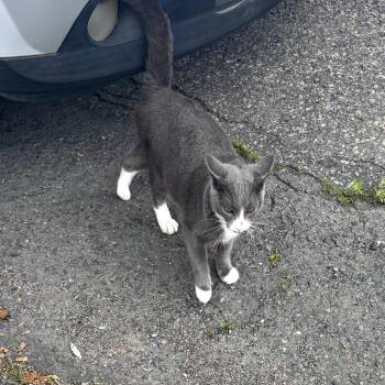 Streetz -  Domestic Short Hair Cat for Adoption in Ringtown, Pennsylvania - Streetz | PetCurious