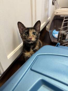 Tweety -  Domestic Short Hair Cat for Adoption in Columbus, Ohio - Tweety | PetCurious