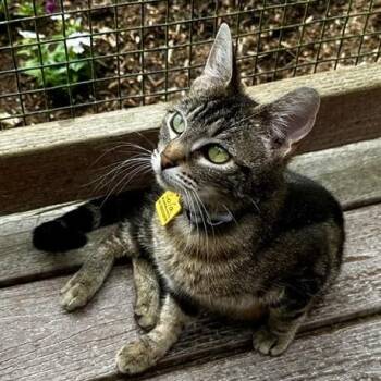 Lola - Sweet Momma -  Tabby Cat for Adoption in Hoquiam, Washington - Lola - Sweet Momma | PetCurious
