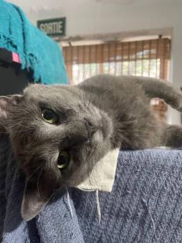 Leonard -  Domestic Short Hair Cat for Adoption in New York, New York - Leonard | PetCurious