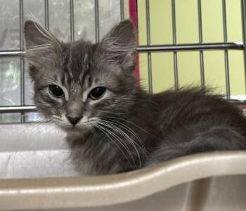 Brigid -  Domestic Medium Hair Cat for Adoption in Vancouver, Washington - Brigid | PetCurious