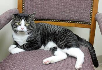 Rescue Domestic Short Hair Cats for Adoption in Mansfield, Massachusetts - Oakey | PetCurious