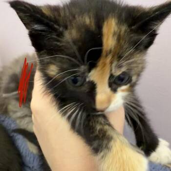 Domestic Short Hair Cats Available for Adoption in San Pablo, California - Penny Cloud #3 | PetCurious