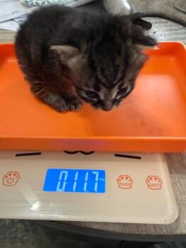 Domestic Short Hair Cats Available for Adoption in Newnan, Georgia - *Dandelion | PetCurious