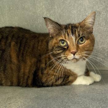 Dolly -  Domestic Short Hair Cat for Adoption in Morris, Minnesota - Dolly | PetCurious