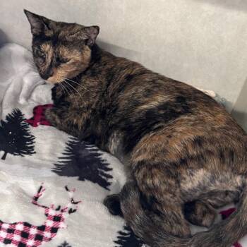 Mango -  Domestic Short Hair Cat for Adoption in Summerville, South Carolina - Mango | PetCurious