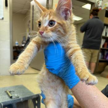 Domestic Short Hair Cats Available for Adoption in Birmingham, Alabama - Nyx | PetCurious