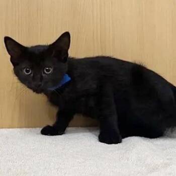 Muffin -  Domestic Medium Hair Cat for Adoption in Brentwood, Missouri - Muffin | PetCurious