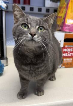 Domestic Short Hair Cats Available for Adoption in Elkins, West Virginia - Dora | PetCurious