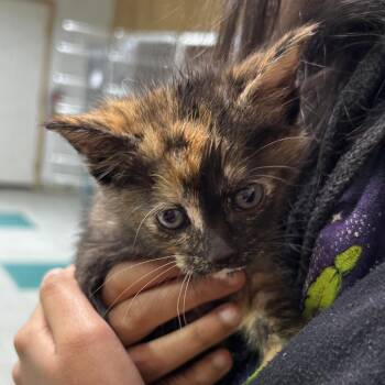 Domestic Short Hair Cats Available for Adoption in Leander, Texas - Lilly | PetCurious