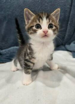 Domestic Short Hair and Tabby Cats Available for Adoption in New York, New York - Afleet  | PetCurious
