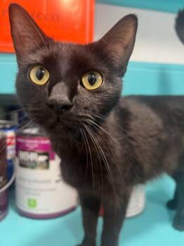 Precious -  Domestic Short Hair Cat for Adoption in Millcreek, Utah - Precious | PetCurious