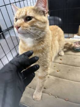 Rescue Domestic Short Hair Cats for Adoption in Casper, Wyoming - TAZ | PetCurious