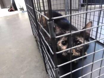 Domestic Short Hair Cats Available for Adoption in Tulsa, Oklahoma - CAMRY | PetCurious