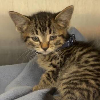 Mavis -  Domestic Short Hair Cat for Adoption in West Olive, Michigan - Mavis | PetCurious