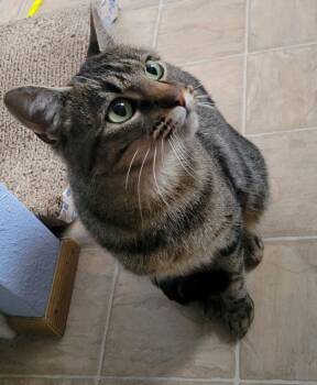 Domestic Short Hair Cats Available for Adoption - Lola | PetCurious