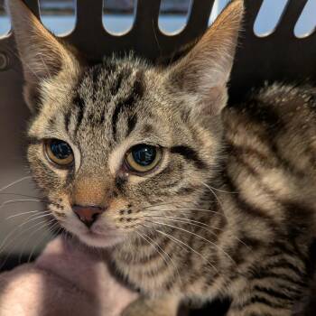Domestic Short Hair Cats Available for Adoption in Fairfax Station, Virginia - Matteo | PetCurious