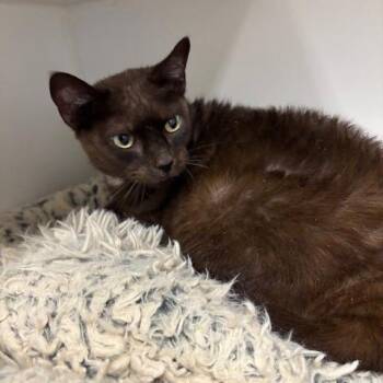 Burmese and Domestic Short Hair Cats Available for Adoption in Hawthorne, California - Jessie | PetCurious