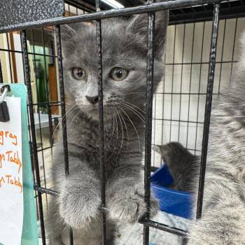 Whimsical -  Domestic Short Hair and Russian Blue Cat for Adoption in Breese, Illinois - Whimsical | PetCurious