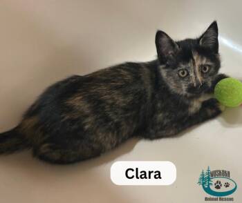 Rescue Domestic Short Hair Cats for Adoption in Huntsville, Ontario - Clara! | PetCurious