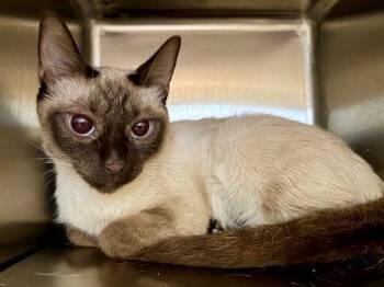 Siamese Cats Available for Adoption in Santa Rosa, California - ORCHID | PetCurious