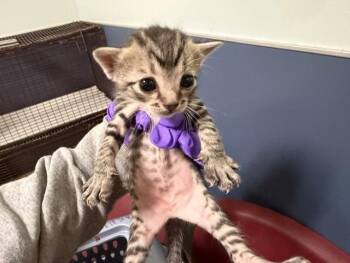 RIHANNA -  Domestic Short Hair Cat for Adoption in Doral, Florida - RIHANNA | PetCurious