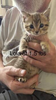 Domestic Short Hair Cats Available for Adoption in White Bluff, Tennessee - Lola | PetCurious