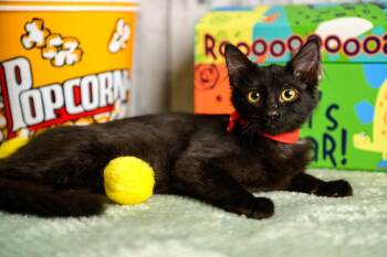 Lawrence -  Domestic Medium Hair Cat for Adoption in Roanoke, Texas - Lawrence | PetCurious