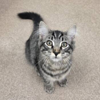Broccoli -  Domestic Medium Hair Cat for Adoption in Oshkosh, Wisconsin - Broccoli | PetCurious