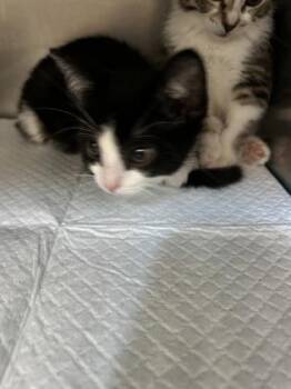 Igor -  Domestic Short Hair Cat for Adoption in Simcoe, Ontario - Igor | PetCurious