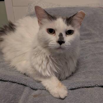 Spotty -  Domestic Long Hair Cat for Adoption in Frederick, Maryland - Spotty | PetCurious