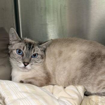 Siamese and Domestic Short Hair Cats Available for Adoption - KALAMATA | PetCurious