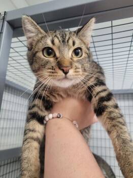 Paper -  Domestic Short Hair Cat for Adoption in Republic, Missouri - Paper | PetCurious