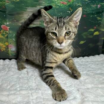 Almond Joy -  Tabby and Domestic Short Hair Cat for Adoption in Greensburg, Pennsylvania - Almond Joy | PetCurious
