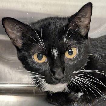 Cobweb -  Domestic Short Hair Cat for Adoption in Springfield, Illinois - Cobweb | PetCurious