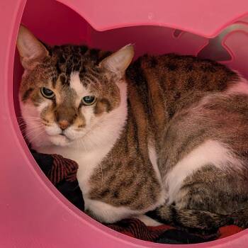 Domestic Short Hair Cats Available for Adoption in Titusville, Florida - Igor | PetCurious