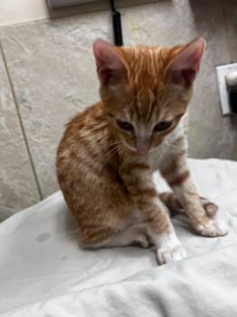 Rescue Domestic Short Hair Cats for Adoption in Honolulu, Hawaii - Puka | PetCurious