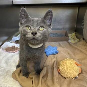 Marina -  Domestic Short Hair Cat for Adoption in Richmond, Virginia - Marina | PetCurious