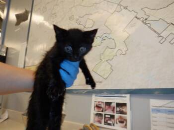 Domestic Short Hair Cats Available for Adoption in San Jose, California - A1406749 | PetCurious