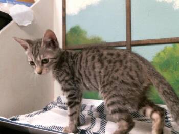 STACY -  Domestic Short Hair Cat for Adoption in Houston, Texas - STACY | PetCurious