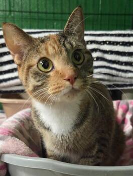 Domestic Short Hair Cats Available for Adoption in Olean, New York - Brooklyn | PetCurious