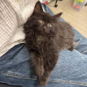 Ozzi -  Domestic Short Hair Cat for Adoption in Briarcliff Manor, New York - Ozzi | PetCurious