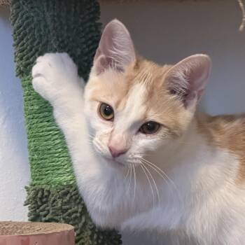 Chicago -  Domestic Short Hair Cat for Adoption in Santa Ana, California - Chicago | PetCurious