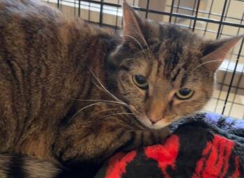 Domestic Short Hair Cats Available for Adoption - BIRDY | PetCurious