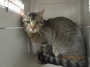 Domestic Short Hair Cats Available for Adoption in Marietta, Georgia - Koah(608) | PetCurious