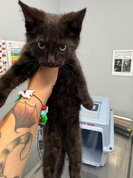 Sir Purrs Alot -  Domestic Short Hair Cat for Adoption in Bloomington, Indiana - Sir Purrs Alot | PetCurious