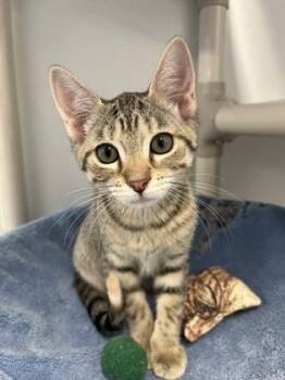 Domestic Short Hair Cats Available for Adoption in Venice, Florida - Lindor | PetCurious